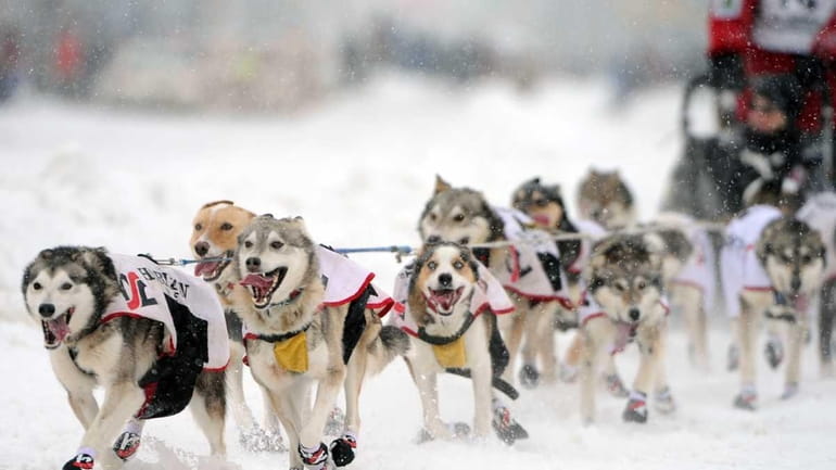 Aliy Zirkle, of Two Rivers, Ak., drives her dogs during...