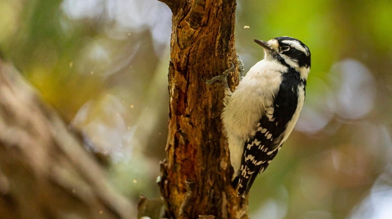 A downy woodpecker pecks a tree along the trail at the...