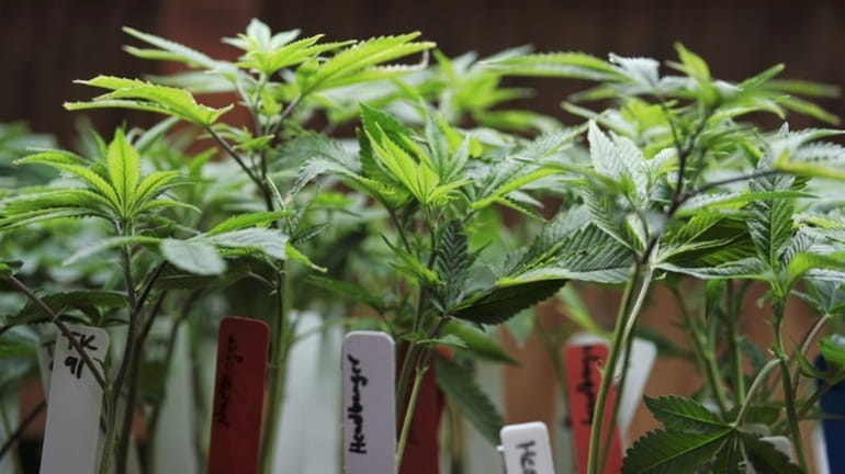 Marijuana plants are on display at a medical marijuana provider...