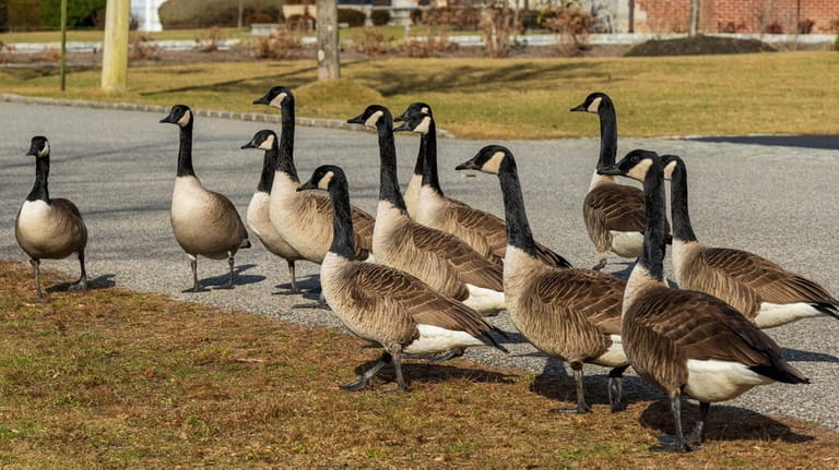 A gaggle of geese cross Lakeview Avenue East, near Joe Pers' home. An...