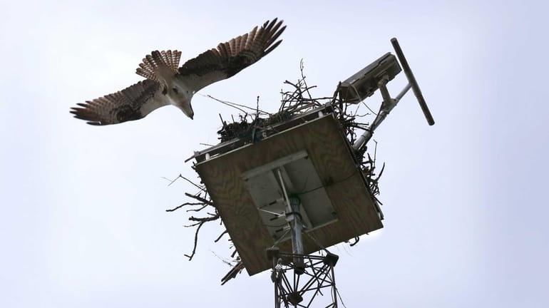 An adult osprey returns to its nest at the the...