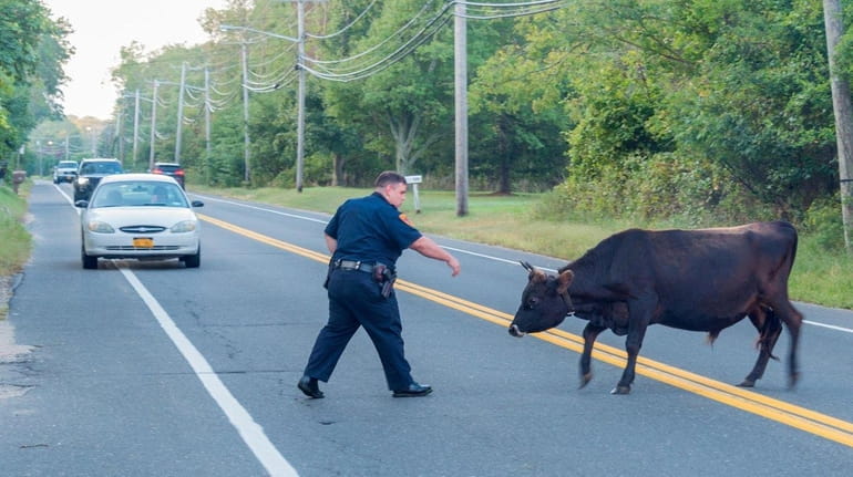 A loose bull is seen in Yaphank on Saturday, Sept....