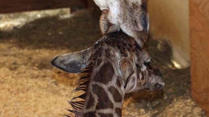 A giraffe named April kisses her new calf on Saturday,...