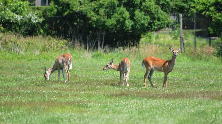 Deer seen in a field off of Apaquogue Road in...