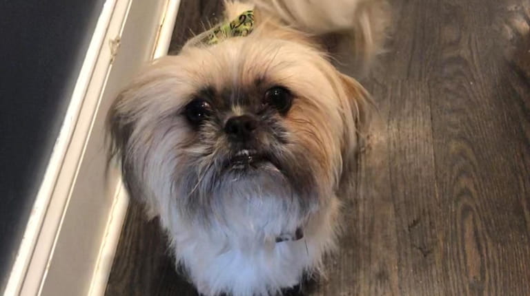 Lucy Belle, a Shih tzu-Pekingnese mix from Manorville.