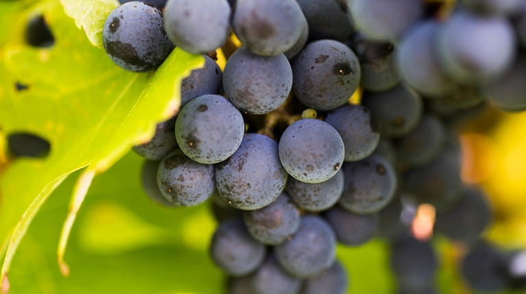 Grapes on the vine at the Fulkerson Winery located in...