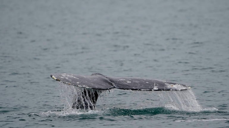 A gray whale dives near Whidbey Island as seen from...