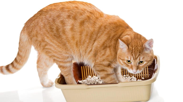 Arthritic cats might have some trouble negotiating the litter box.