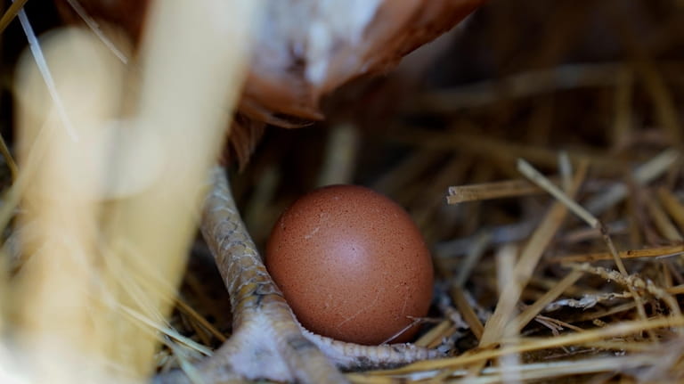 File - A hen stands next to an egg, Jan....