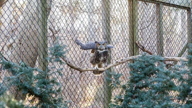A great-horned owl named Lily at Sweetbriar Nature Center in...