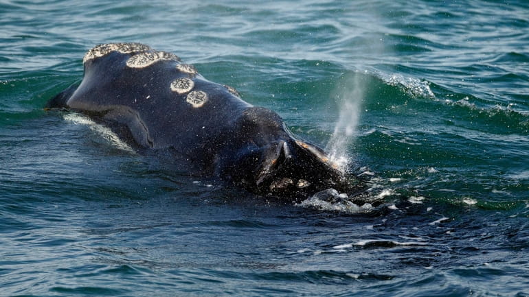 A North Atlantic right whale feeds on the surface of...