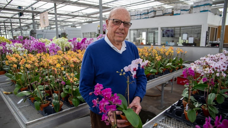 Icilio "Bill" Bianchi at his 10-acre flower farm orchid greenhouse...