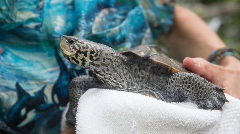 Harvesting a diamondback terrapin such as this one will be...