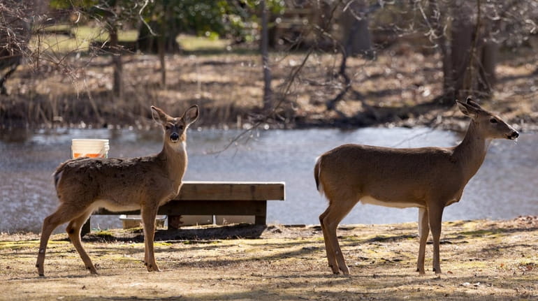 Deer are spotted at the South Shore Nature Center in...