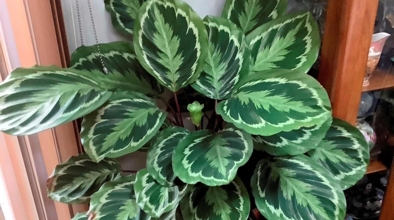 Mark Stine's well-cared-for prayer plant prepares to bloom in Oceanside.
