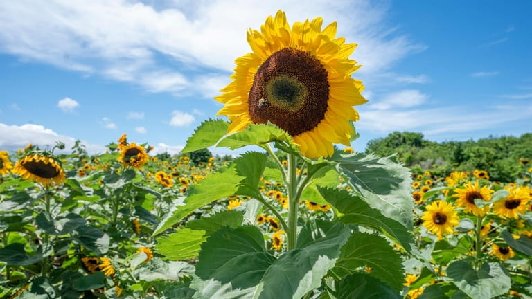 The sunflower maze at Rottkamp’s Fox Hollow Farm in Baiting...
