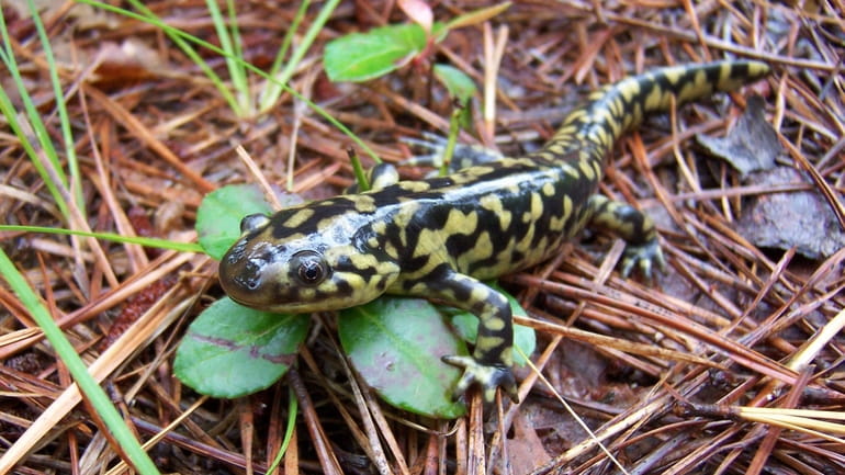 Eastern tiger salamander emerge at night in February and March...