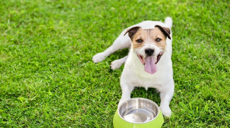 There are special bowls designed to slow down dogs who...