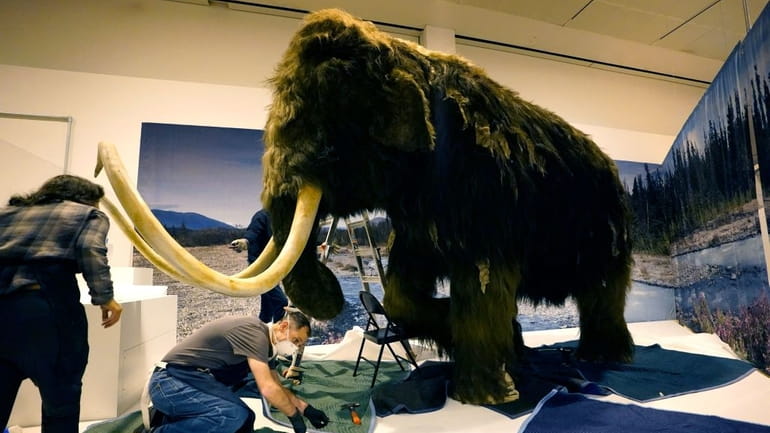A woolly mammot is installed as part of the American...