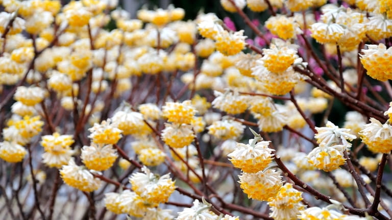 Edgeworthia, blooming in early spring, is one of three favorite...