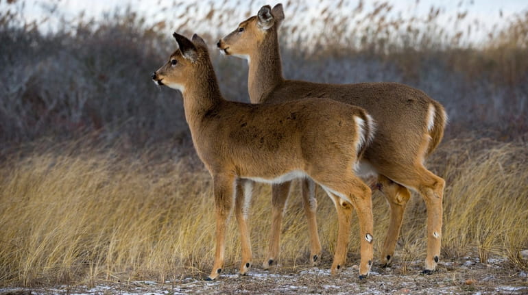 White-tailed deer walk along Smith Point Beach Park in Mastic...