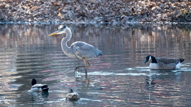 This grey heron in Manhasset Valley Park will be looking...