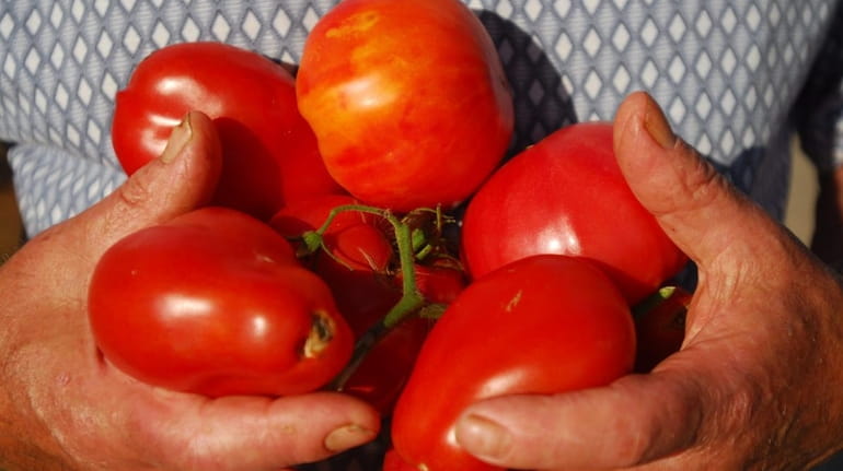 Long Islanders love their summer tomatoes.
