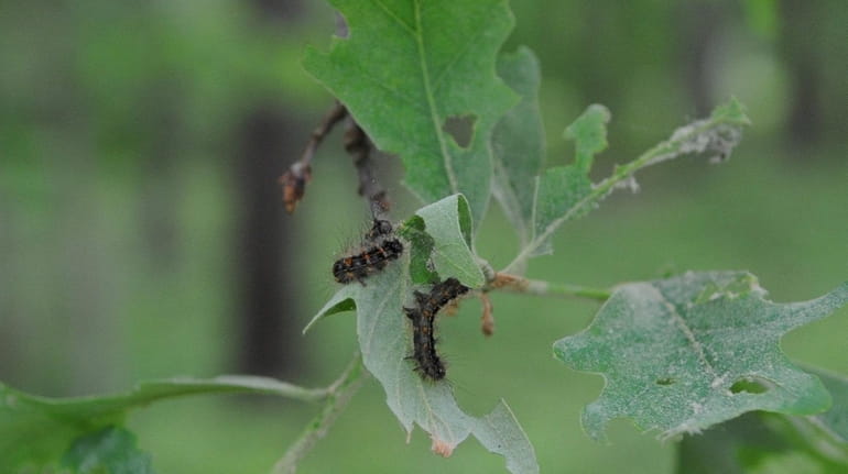 Gypsy moth caterpillars munch up breakfast, lunch and supper on...