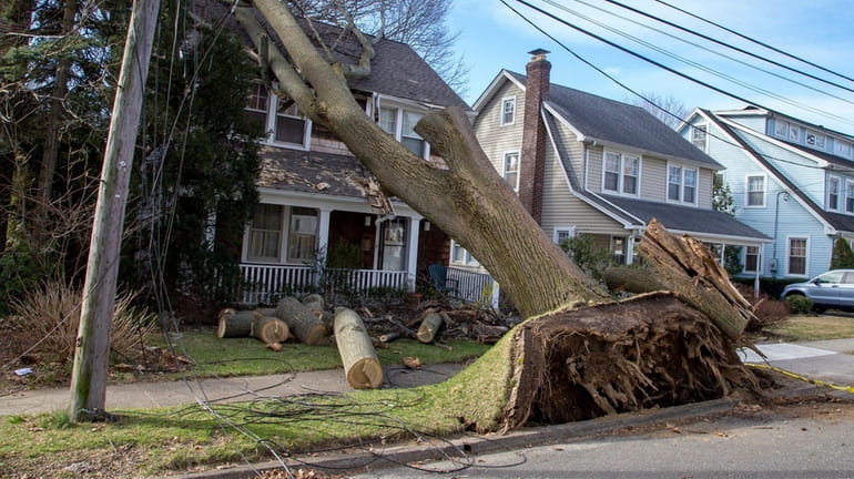 A large tree, knocked over by the nor-easter, remained on...