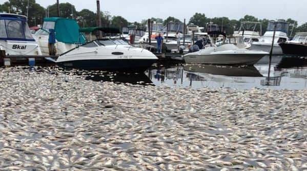 A second large fish kill in two weeks has again...