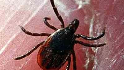 Lyme disease affects a human?s body in stages, said Bruce...
