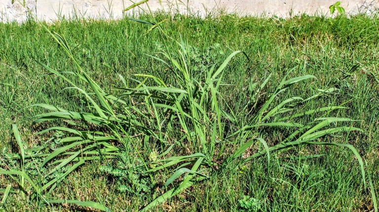 To curtail crabgrass, make sure to apply a pre-emergent control...
