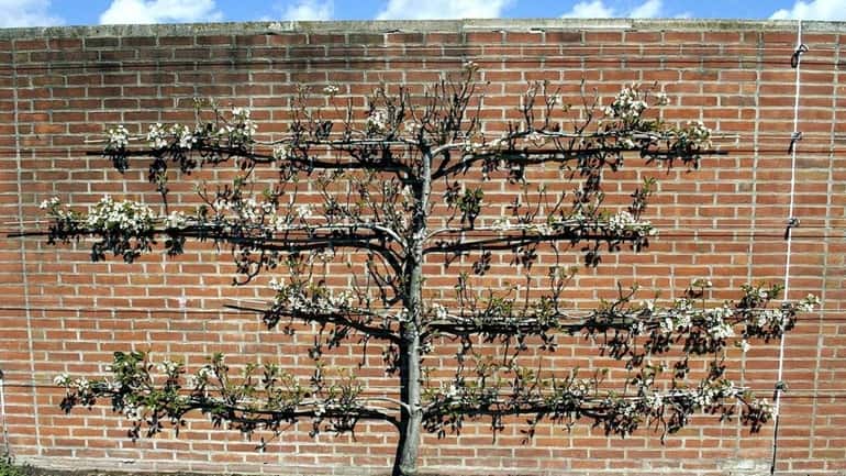 A carefully pruned pear tree is trained against a wall...