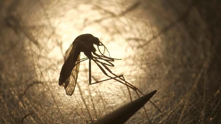 West Nile virus is transmitted to humans by the bite...