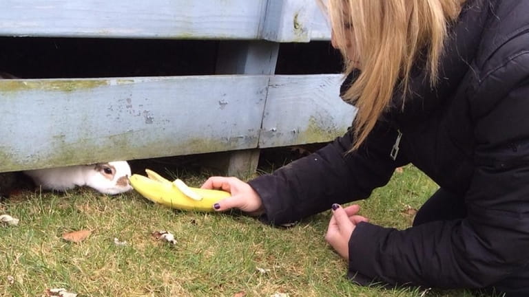 A volunteer with Long Island Rabbit Rescue Group coaxes an...
