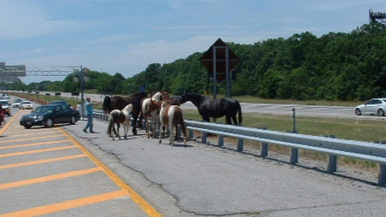 Horses run against traffic about noon Tuesday in the eastbound...