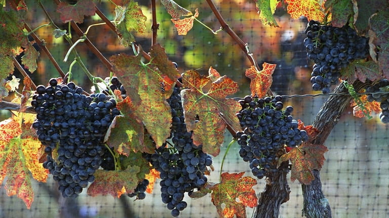 These Cabernet Franc grapes are just hanging out until they...