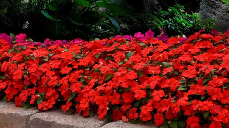 Impatiens walleriana 'Beacon' performs best in full shade, in containers,...