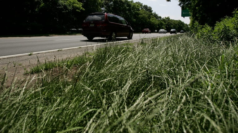 The grass alongside the Southern State Parkway shown unmaintained and overgrown in...