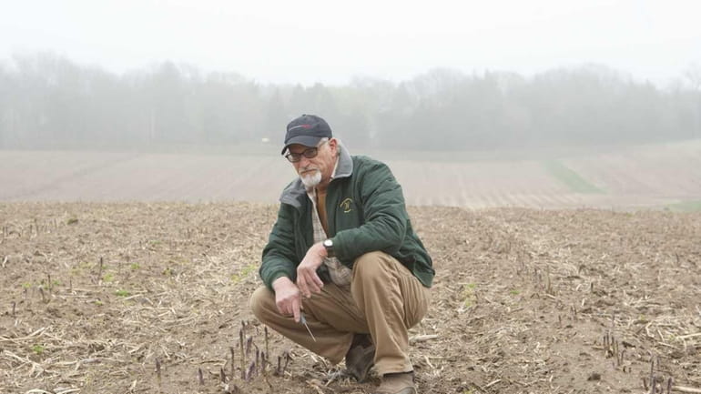Lyle Wells has 35 acres planted with asparagus, which he...