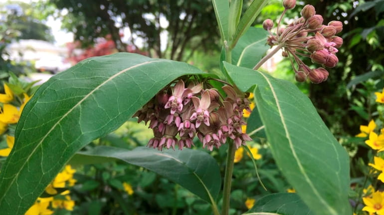 Common milkweed is a tender perennial that self sows in...