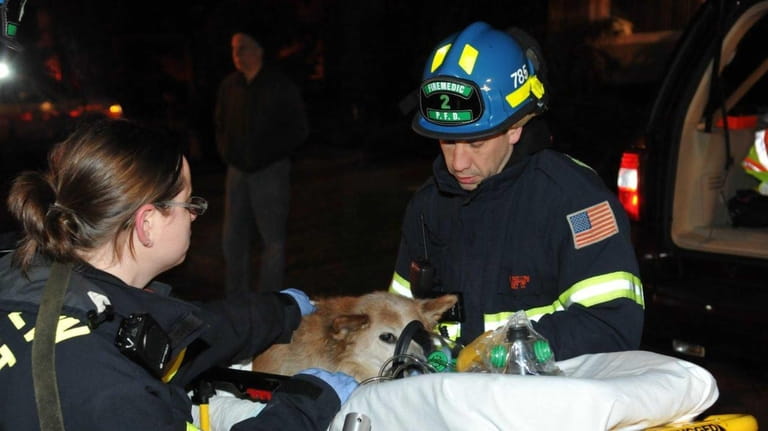 Rescuers revive a dog with a special animal oxygen mask...