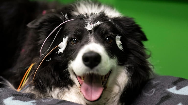 Rohan, the border collie has electrodes attached to his head...