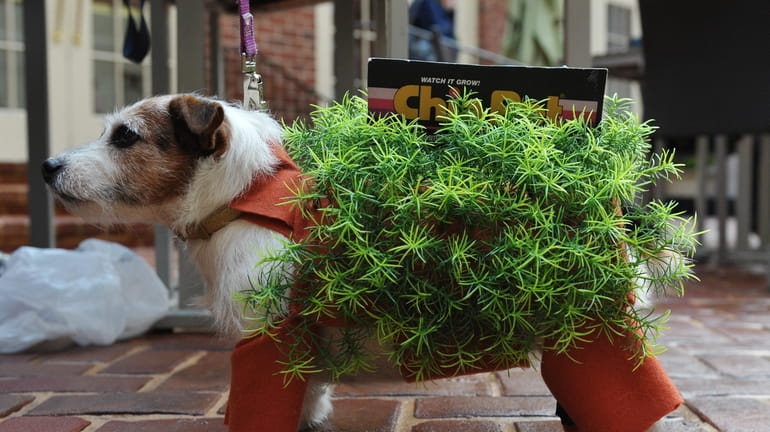 Bubbles the Jack Russell Terrier is dressed as a Chia...