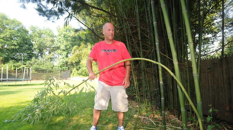 David Spellman bends a bamboo plant in his Melville yard....