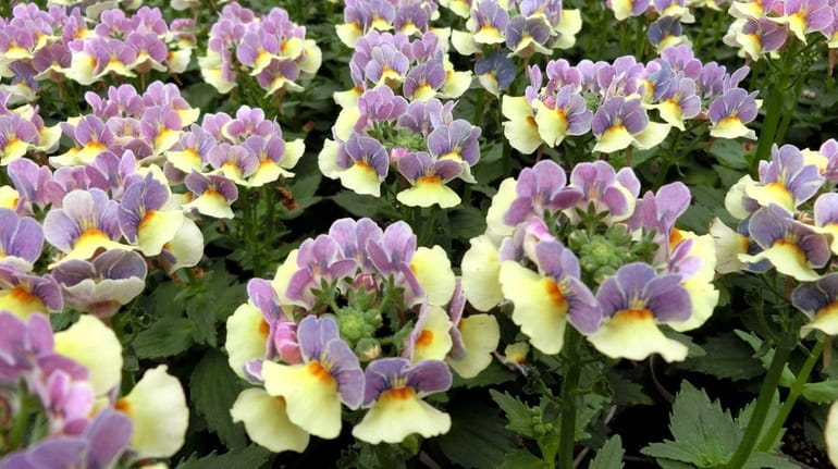 With fragrant blue-and-yellow, snapdragon-like flowers clustered atop upright plants, the...