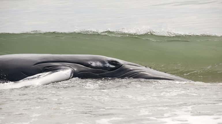 A baby humpback whale struggles in the surf after washing...