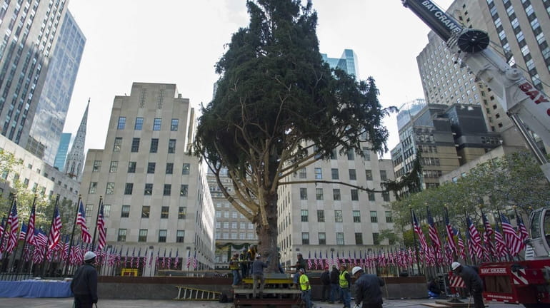 The Rockefeller Center Christmas Tree, an 85-foot Norway Spruce, is...
