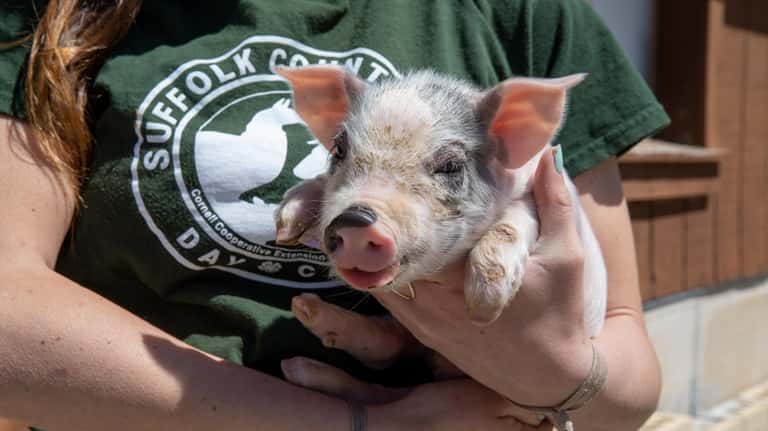 Lead farm educator Rachel Harrison-Smith holds a piglet at Suffolk...