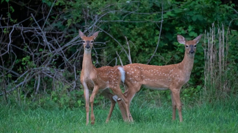The bluetongue virus typically kills a deer within 36 hours,...